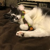 619e7585-34ce-41f8-902c-6b688a19c204