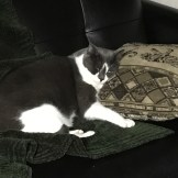 fdb9a591-0b94-415a-9e20-fd0fe101021d