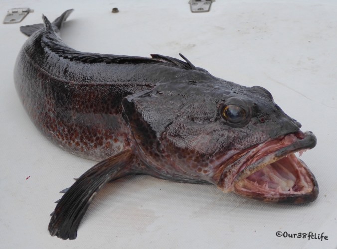 03D9ED42-9895-4FD0-B226-9F7B9249D684