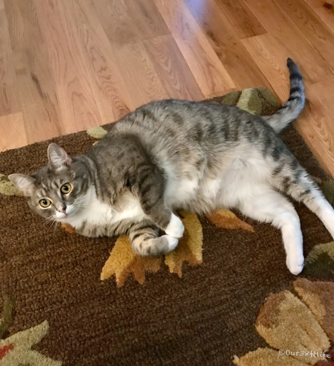 C732379A-B6D3-4588-9B5E-D532DE04F4E2